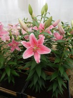 [4316 Pink Zsar GA No01.JPG]